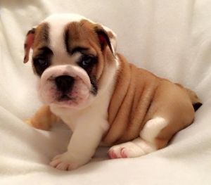 English Bulldog Puppies Available