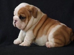 Doll Face Male And Female English Bulldog Puppies