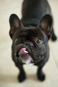 male and female bulldog puppies for sale