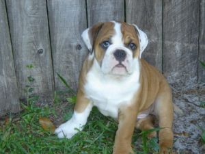 nice english bull dog free adoption