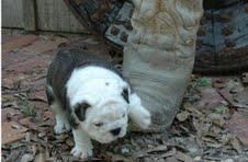 Nice Chocolate English Bulldog Puppies Available