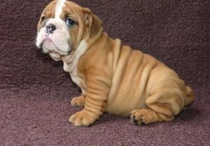Healthy English Bulldog Pups