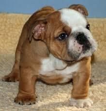 AKC English Bulldog Puppies.