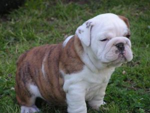 12 Weeks Old English Bulldog Puppy