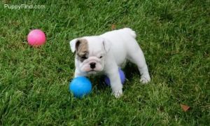Gorgeous Bulldog Puppies