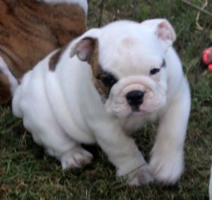 English Bulldog Puppies