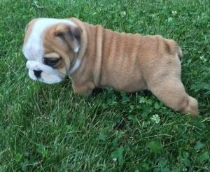 Akc veg English bulldog puppies for you