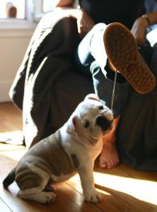 Pups Available Now!!(***) ***-***4