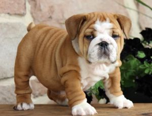 Lovely Engliish Bulldog For Sale