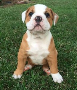 Cute,smart and intelligent bulldogs