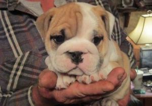 Lovely Bull Dog Puppies For Sale
