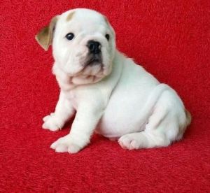 akc lilac fawn english bulldog stud