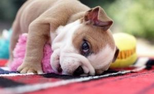 English Bulldog Puppies (***) *** - ***1