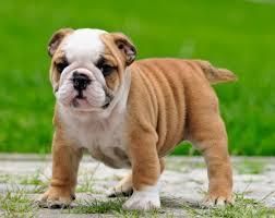 nice looking english bulldog poppies for adoption.
