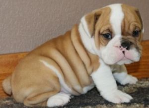 Super affectionate Male English Bulldog Puppy