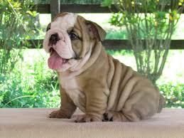 english bulldogs for sale