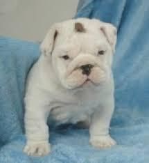 Akc Registered English Bulldog Puppies For Sale