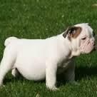 English Bulldog Male Pups (akc)