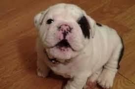 Akc registered English Bulldog puppies for