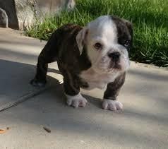English Bulldog Puppies Ready