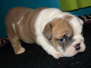English Bulldog puppies