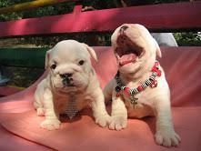adorable english bull dogs available