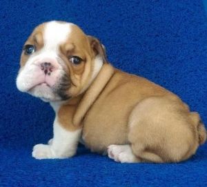 vghdffg English Bulldog Puppies For Sale