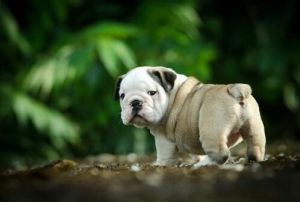 Amazing Rocky is so handsome