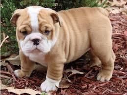Gorgeous English Bulldog puppies available