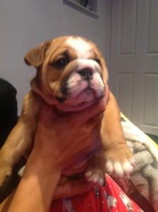3 Stunning Kc Reg English Bulldogs