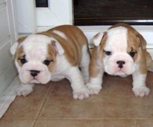 English Bulldog Puppies Available For Rehoming
