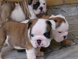 Healthy English Bulldog