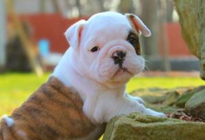 Akc registered English Bulldog puppies for sale