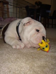 Male English Bulldog puppy for adoption
