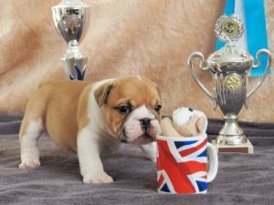 English Bulldog puppies available