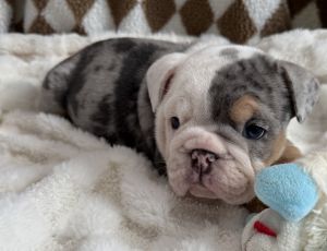 ENGLISH BULLDOG