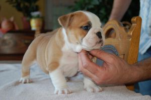Two Awesome english bulldog Puppies