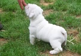 Pure breed English bulldog puppies