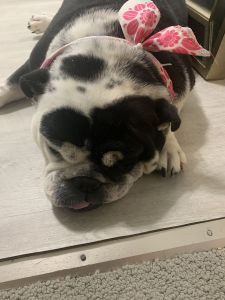 AKC English bulldog available for new home