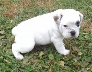 Olde English Bulldogge for sale