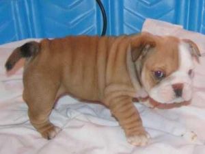 We had a litter of English Bulldog