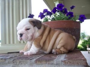 Awesome English Bulldog