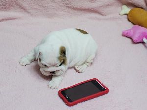 Cute English Bull Dog Puppy Available For Sale.