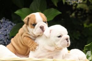 Magnificent English Bulldog Text(***) ***-***6