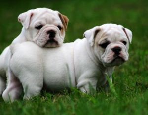 Brown $ White Bulldog Puppies (***) ***-***6