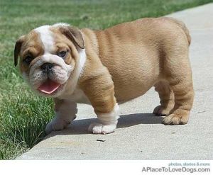 pure-breed English Bulldogs.