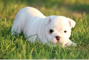 Mignongcite Cream White Sable Bulldogs Puppies