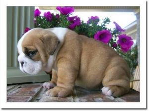 Agile and Adorable Bulldog Puppies