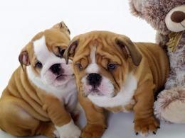 Clever male and female English bulldog puppies
