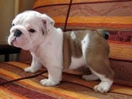 cute puppies english bulldog puppies